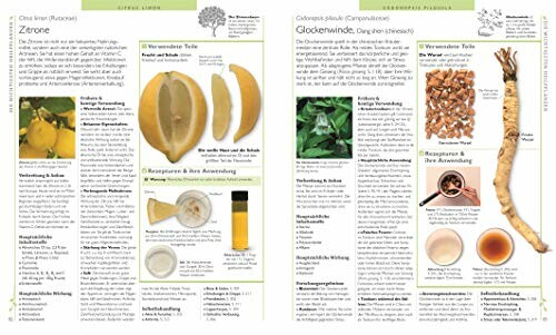 Doppelseitige Buchseite mit botanischen Illustrationen und Texten über Pflanzen.